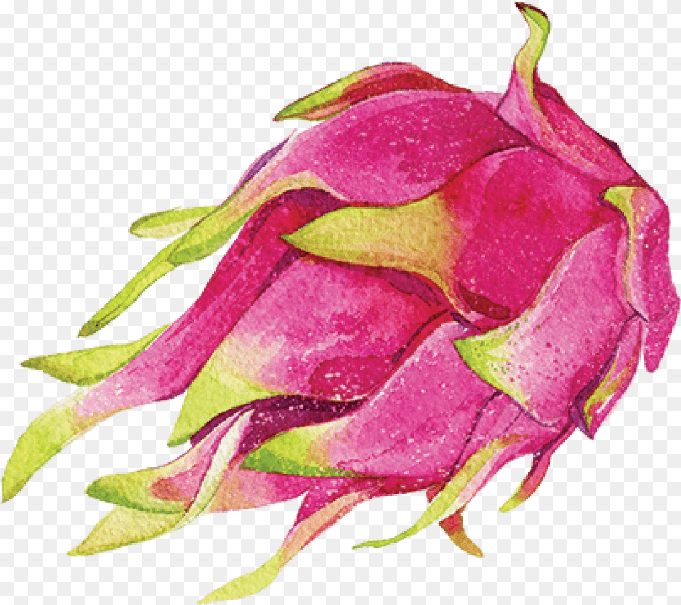 How To Train With The Dragons U2013 Kannika And Co Hybrid Tea Rose, Bud, Flower, Plant, Sprout Free Transparent Png
