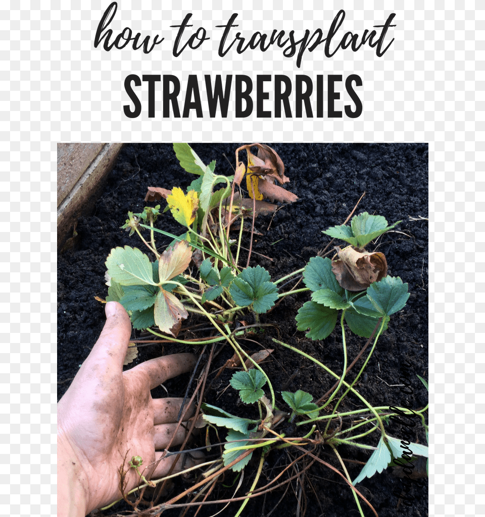 How To Transplant Strawberries In The Garden Gardening, Soil, Plant, Person, Outdoors Png Image