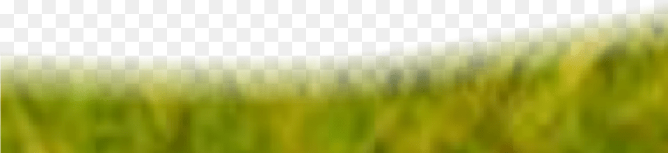 How To You Use Background Image For Your Editing Grass, Green, Plant, Vegetation, Lawn Png