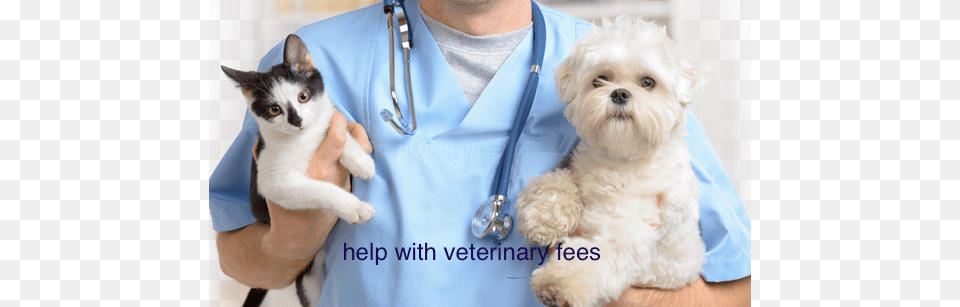 How We Can Helpcmo Te Podemos Ayudar Animal Veterinarian, Doctor, Person, Canine, Pet Free Png