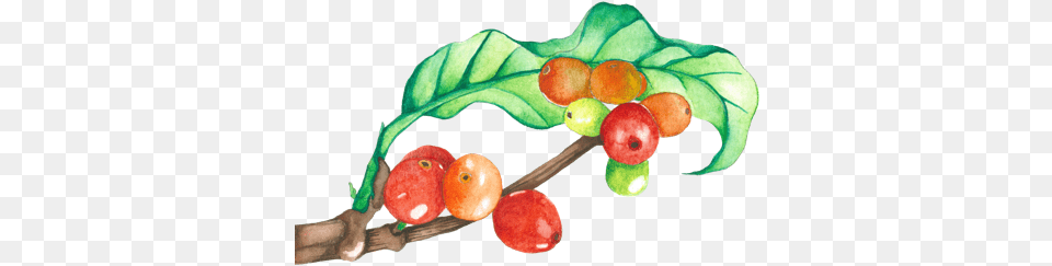 How We Source Amp Roast Our Coffee Coffee Tree Watercolor, Food, Fruit, Plant, Produce Free Transparent Png