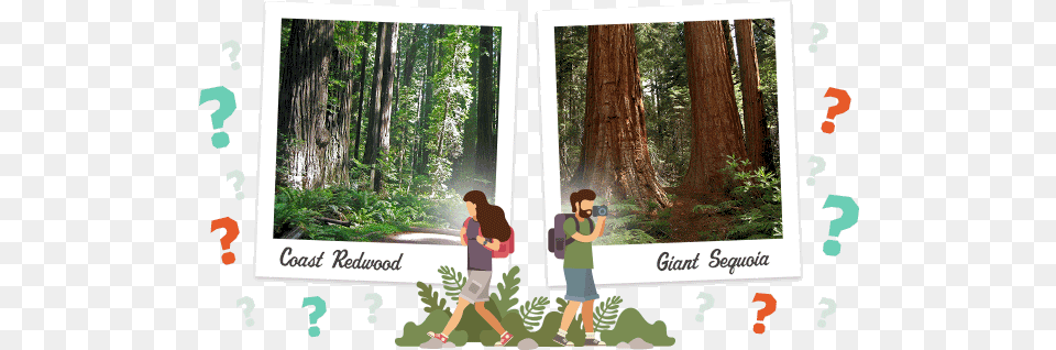 How Well Do You Know Redwoods Save The League Leisure, Grove, Vegetation, Tree, Plant Png Image