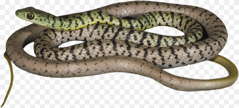 How Would This Information About Snakes And Reptiles Smooth Earth Snake, Animal, Reptile Free Png