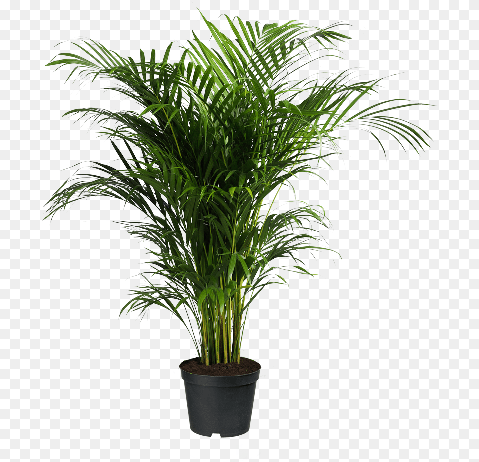 Howea Forsteriana Ravenea Areca Palm Houseplant Indoor Palm Tree, Leaf, Palm Tree, Plant, Potted Plant Png Image
