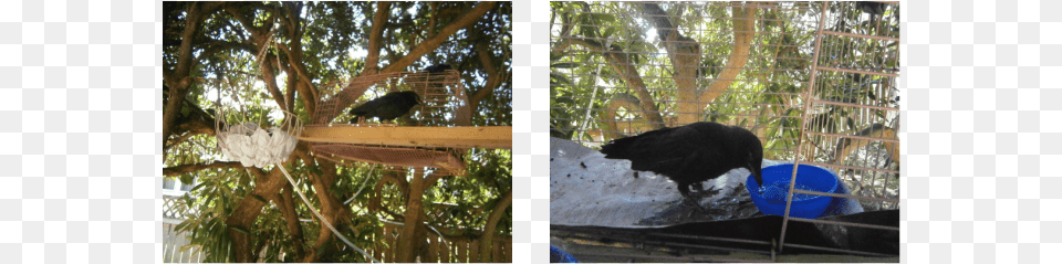 However Crow Thompson39s Outside Freedom Soon Started Wild Turkey, Animal, Bird, Blackbird Png Image