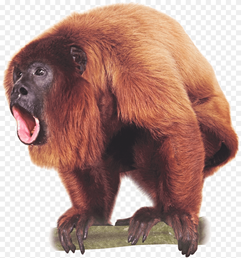 Howler Monkey, Animal, Mammal, Wildlife, Bear Free Png Download