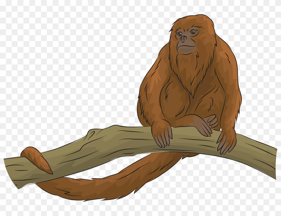 Howler Monkey Clipart, Animal, Mammal, Wildlife, Ape Png Image