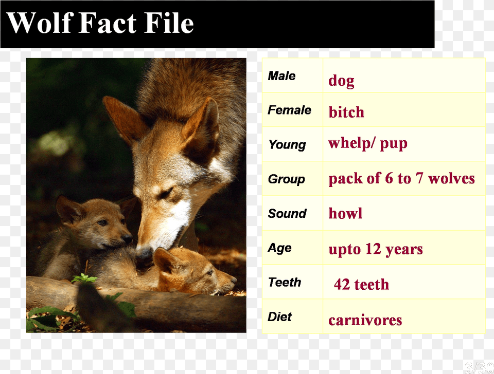Howling Is One Way Wolves Talk To Each Other Facts About The Red Wolf, Animal, Red Wolf, Mammal, Canine Free Transparent Png