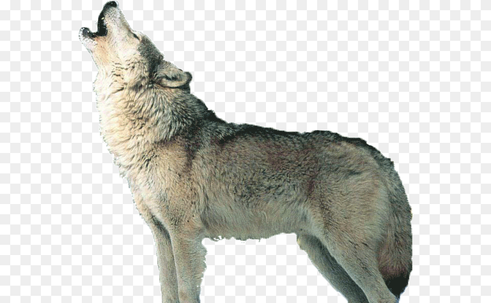Howling Wolf, Animal, Mammal, Coyote, Canine Free Transparent Png