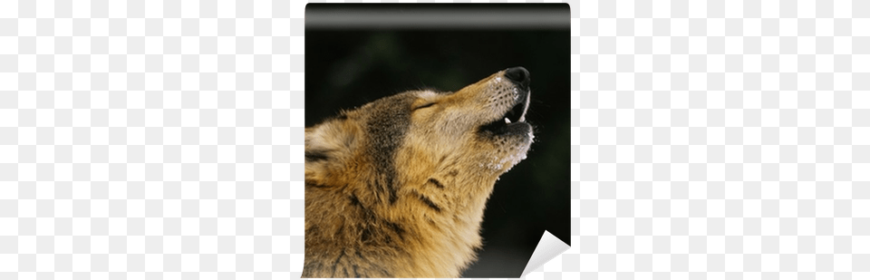 Howling Wolf, Animal, Mammal, Canine, Red Wolf Free Png