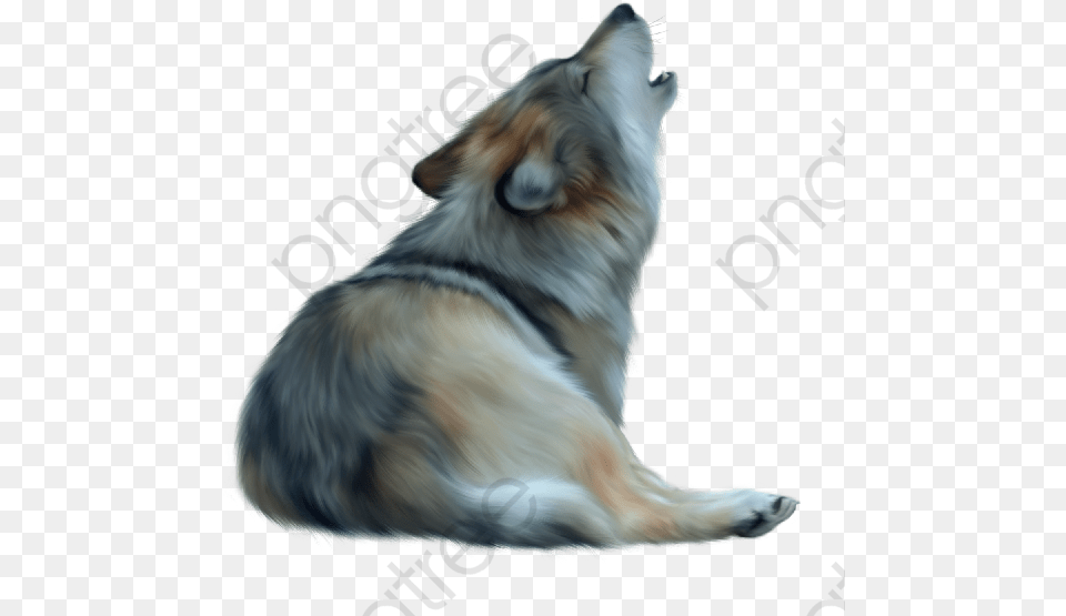Howling Wolf, Animal, Canine, Dog, Mammal Free Transparent Png