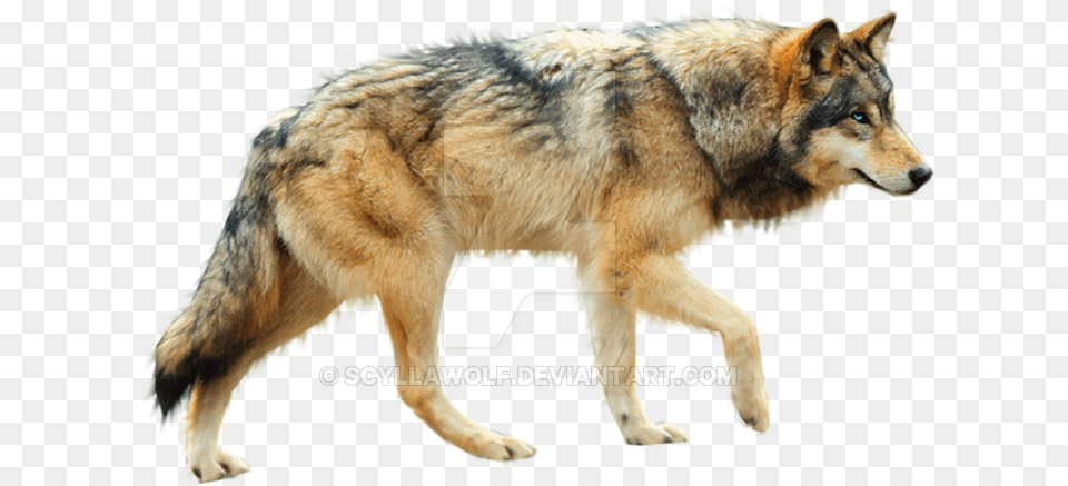 Howling Wolf Silhouette Transparent Clip Art Image Animales Fondo Transparentes, Animal, Mammal, Canine, Red Wolf Png