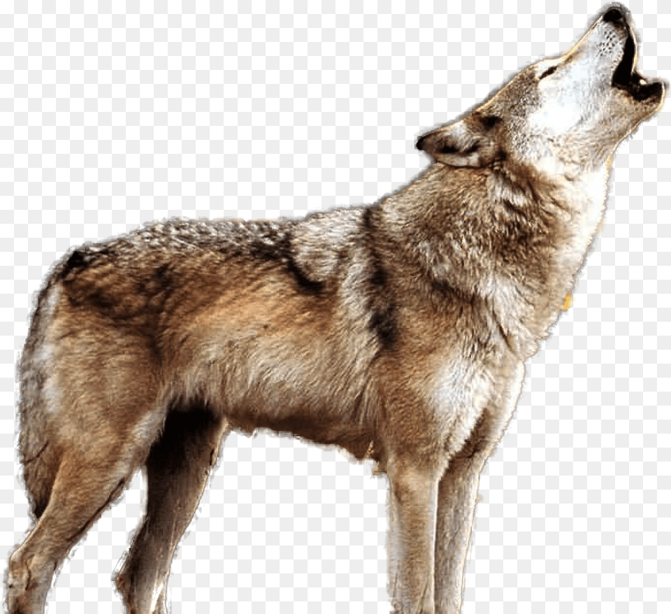 Howling Wolf Wild Wolf, Animal, Canine, Mammal, Red Wolf Png Image