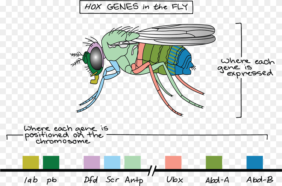 Hox Genes, Animal, Fly, Insect, Invertebrate Free Png Download