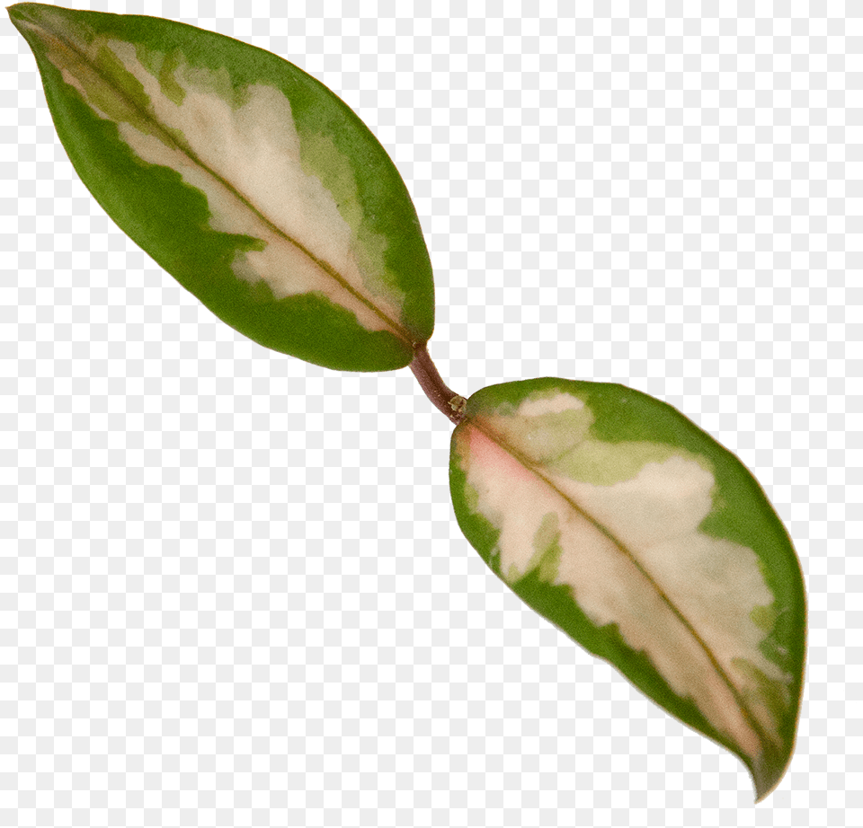 Hoya Exotica Bud, Leaf, Plant, Flower, Tree Free Png