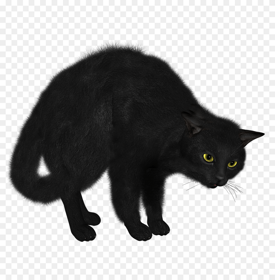 Hq Cat Transparent Cat Images, Animal, Mammal, Pet, Black Cat Free Png Download