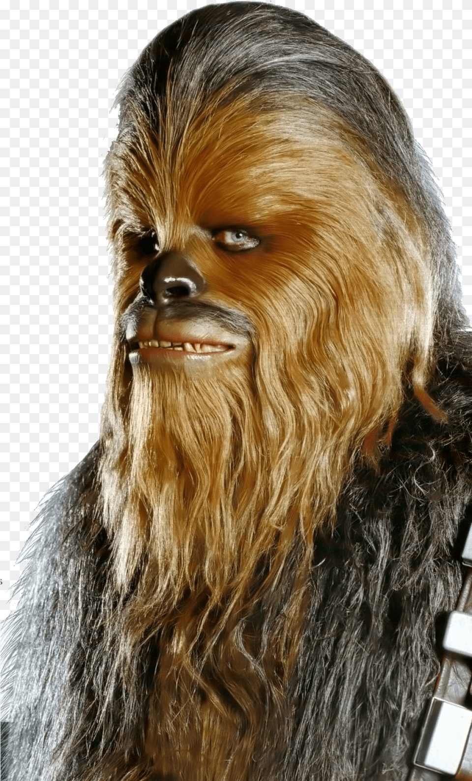 Hq Chewbacca Wookie Cutout Cutouts Star Wars Brown Guy, Adult, Portrait, Photography, Person Free Png