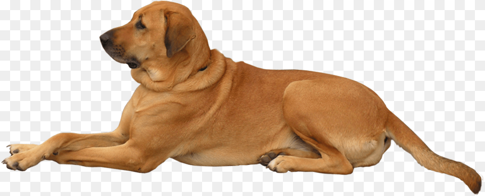 Hq Dog Transparent Dog, Animal, Canine, Mammal, Pet Png