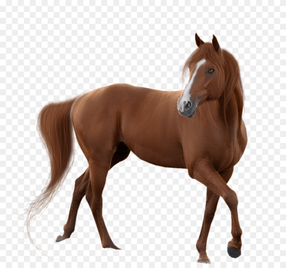 Hq Horse Horse Images, Animal, Colt Horse, Mammal Free Png