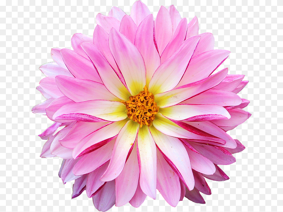 Hq Pink Daisy Hd Hdpng Images Dahlia Flowers, Flower, Plant, Petal Free Transparent Png