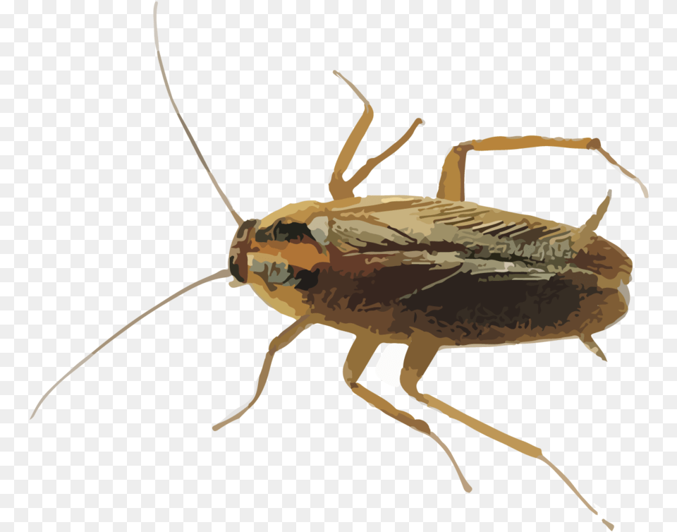 Hr Cockroaches, Animal, Cockroach, Insect, Invertebrate Free Png Download