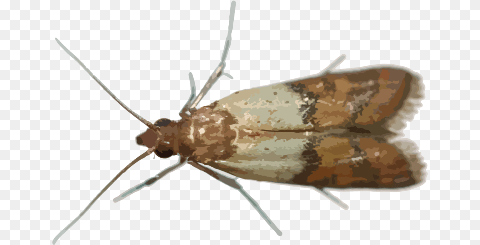 Hr Pantry Pests Hofmannophila Pseudospretella, Animal, Butterfly, Insect, Invertebrate Png Image