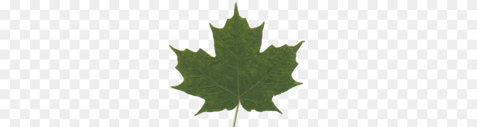 Http, Leaf, Plant, Tree, Maple Leaf Free Transparent Png