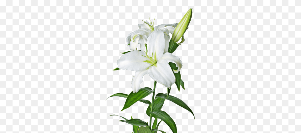 Http, Flower, Plant, Lily Free Png