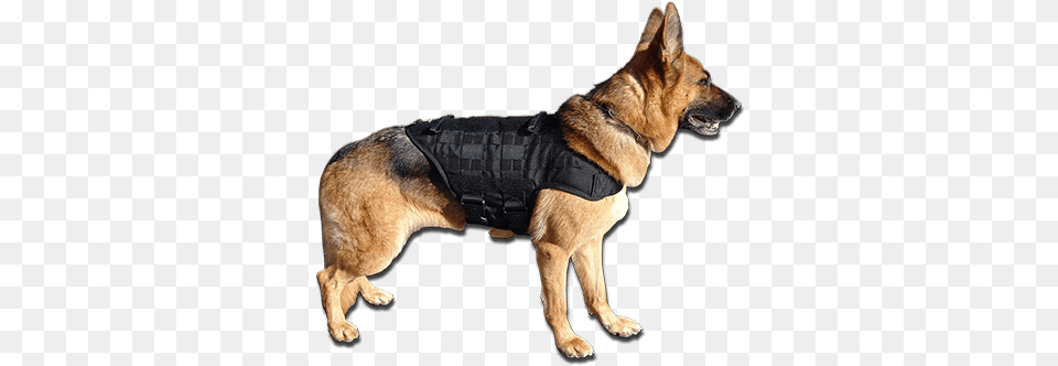 Http D3vs2spvv1as9b Cloudfront M Large Tactical Dog Vest, Animal, Canine, Mammal, Pet Free Png