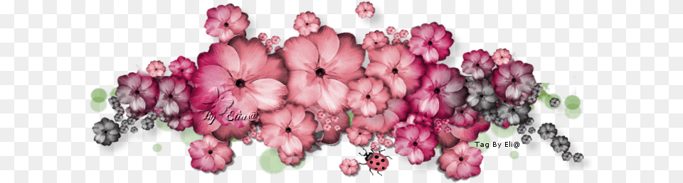 Http Dl Glitter Graphics Go To Glitter Graphics, Flower, Geranium, Plant, Petal Free Transparent Png