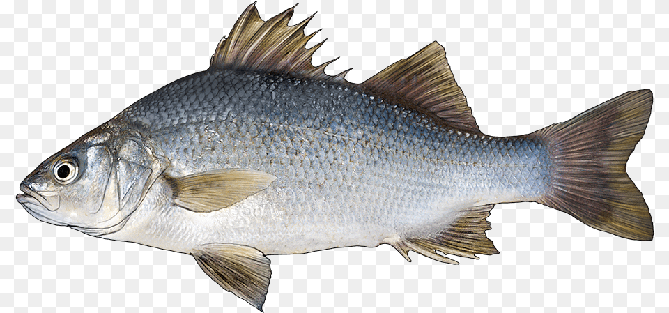Http Fishbuoy Comimagesimagesfish Species Pike Perch, Animal, Fish, Sea Life Png