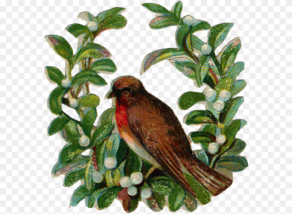 Http Grafficalmuse Christmas Day, Animal, Bird, Finch, Leaf Png Image