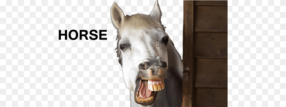 Http I Imgur Comflomrho Horse Teeth Smile, Animal, Mammal, Body Part, Mouth Png