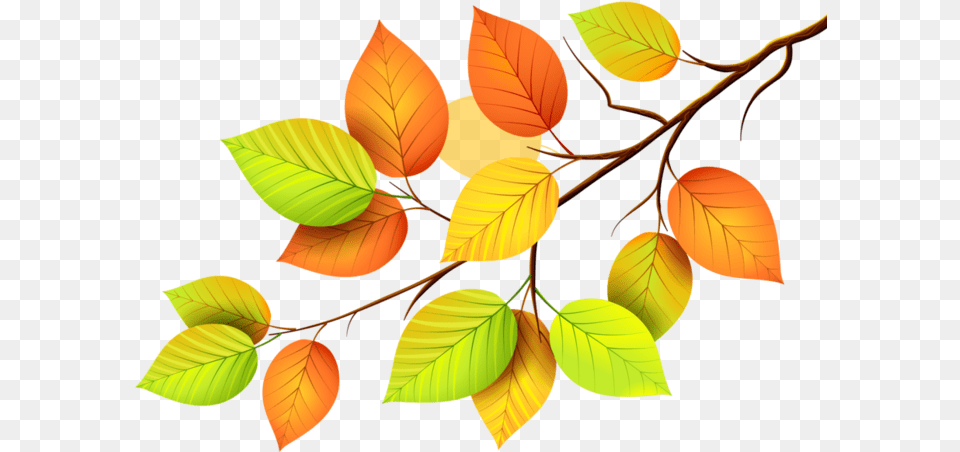Http Img0 Liveinternet Ruimagesattachc Leaves, Leaf, Plant, Tree, Annonaceae Png
