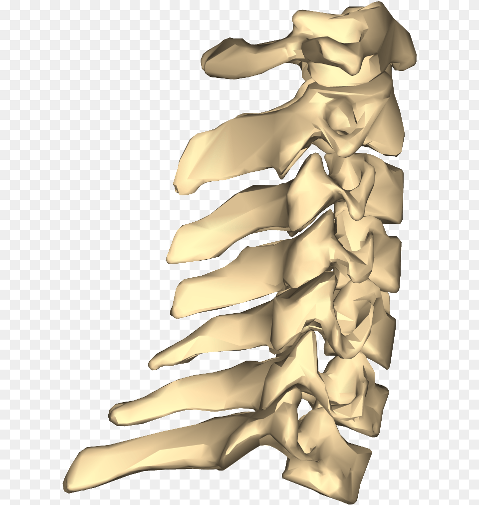 Http Johnthebodyman Comwp Vertebrae Close Cervical Vertebrae, Skeleton, Person, Ct Scan Free Png