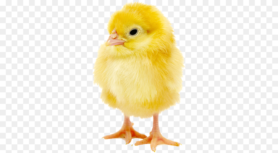 Http Lloydsanimalfeeds Co Transparent Baby Chick, Animal, Bird, Fowl, Poultry Free Png Download