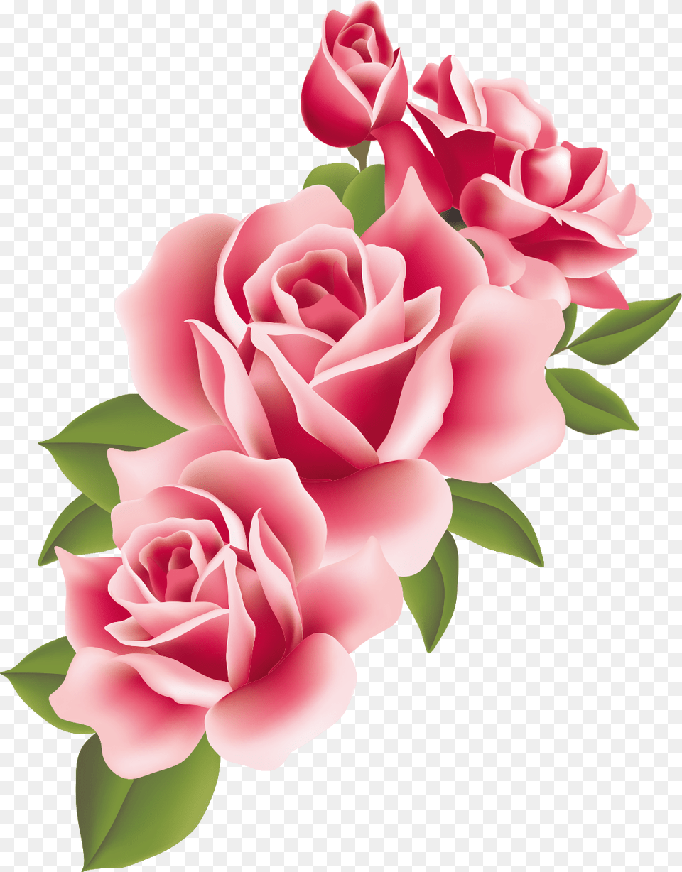 Http Store1 Up 00 Com2016 07 Pink Roses Border, Flower, Plant, Rose, Petal Free Png