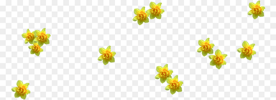 Http Stronge Org Lily Family, Daffodil, Flower, Plant Png