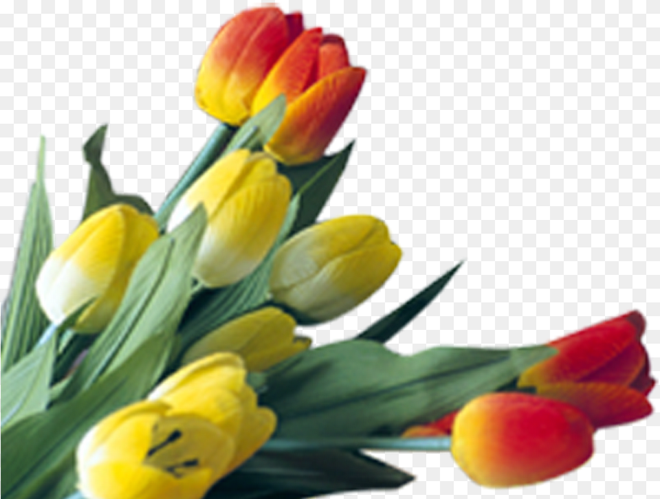 Http Syedimranrocks Blogspot In Tulip, Flower, Flower Arrangement, Flower Bouquet, Plant Free Png