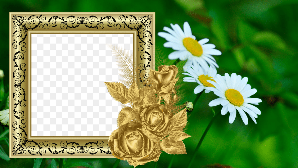 Http Transprentpngarts Blogspot Inphq Photo, Daisy, Flower, Plant, Rose Png Image