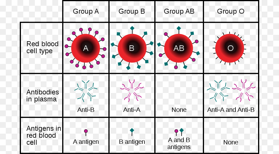 Http Upload Wikimedia Blood Type Svg824px Abo Different Blood Types, Art, Graphics, Pattern, Nature Png Image