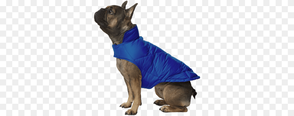 Https Cdn Shopify Comsfiles1 Dog Diamond Quilted Down Vest, Clothing, Coat, Animal, Canine Free Transparent Png