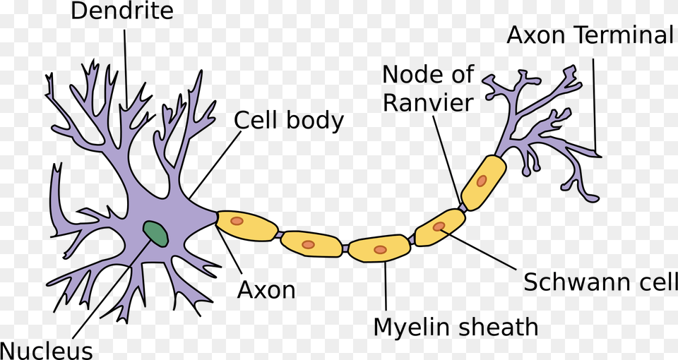 Https En M Wikipedia Svg Basic Parts Of Neuron, Antler, Accessories Png Image