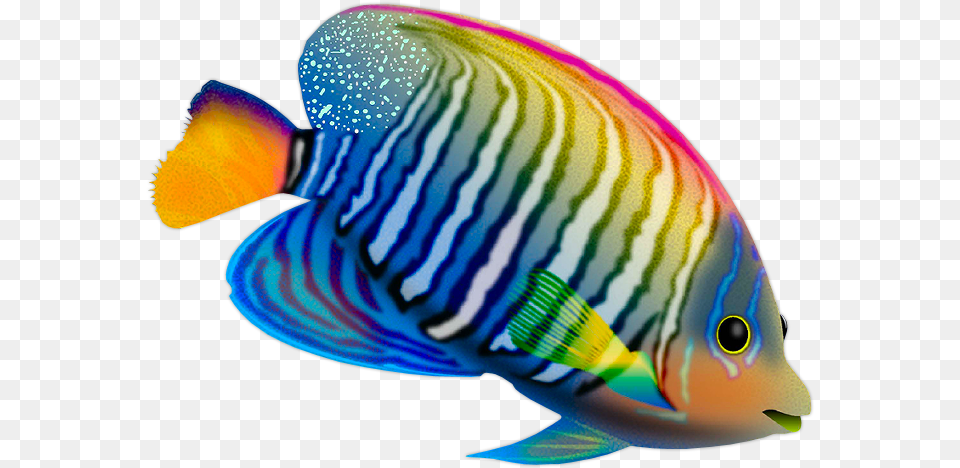 Https Fotki Yandex Runextusersmorela4 Pescado De Color, Angelfish, Animal, Fish, Sea Life Free Transparent Png