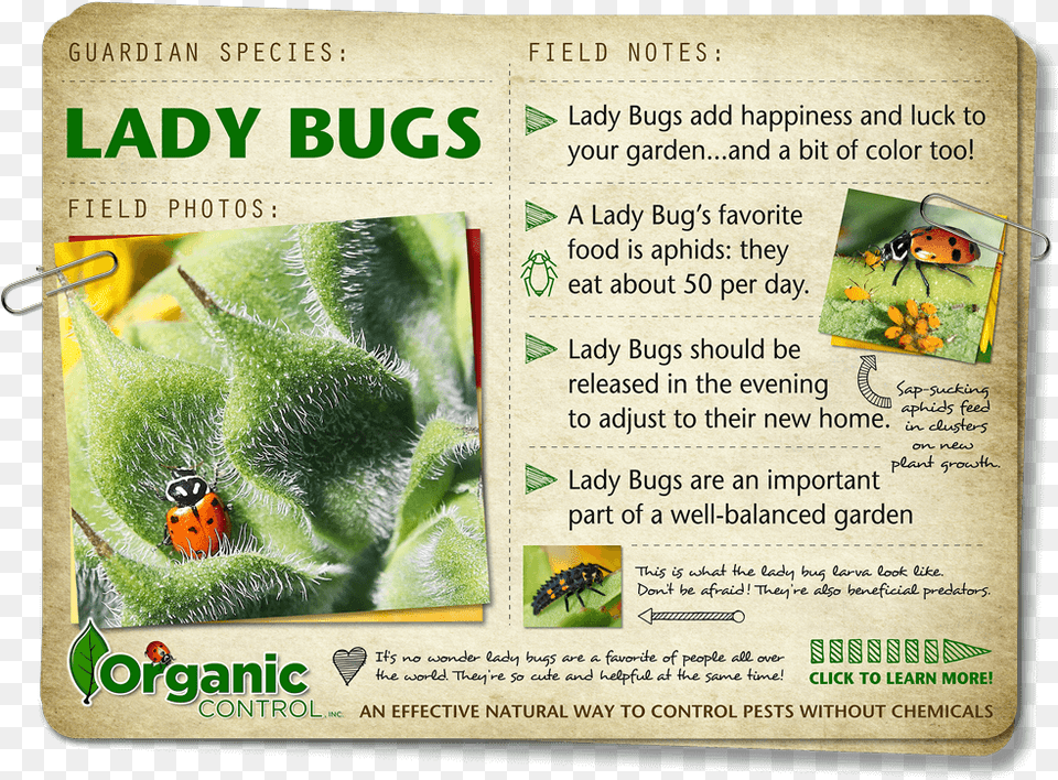 Https Organiccontrol Comlady Bugs Ant, Animal, Insect, Invertebrate, Advertisement Free Png Download