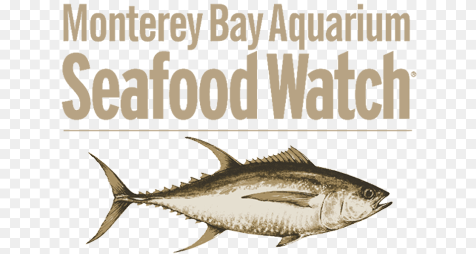 Https Thelobstertrap Seafood Watch, Animal, Bonito, Fish, Sea Life Png