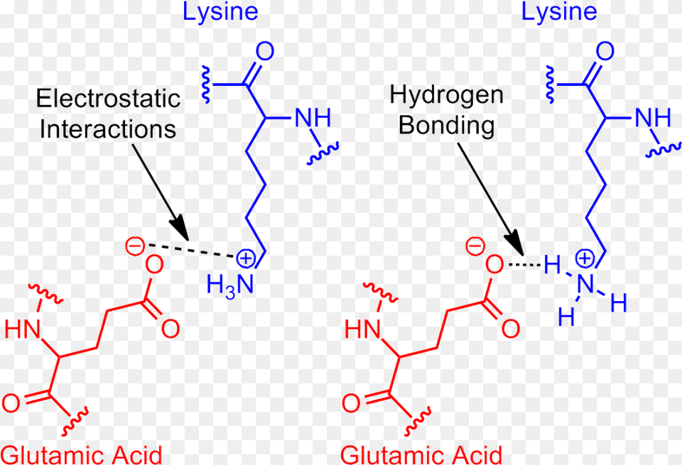 Https Upload Wikimedia Org Salt Bridges In Proteins Png Image