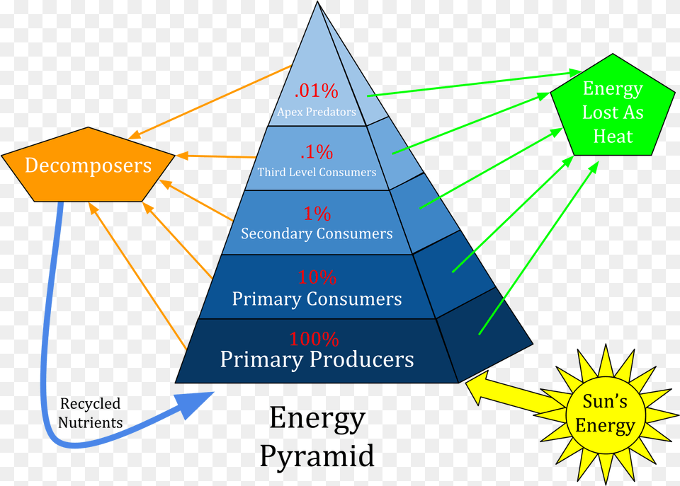 Https Upload Wikimedia Orgwikipedyramid Ecological Pyramid Examples, Triangle Png