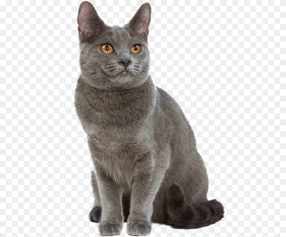 Https Wikichat Chat Chartreux, Abyssinian, Animal, Cat, Mammal Free Png Download