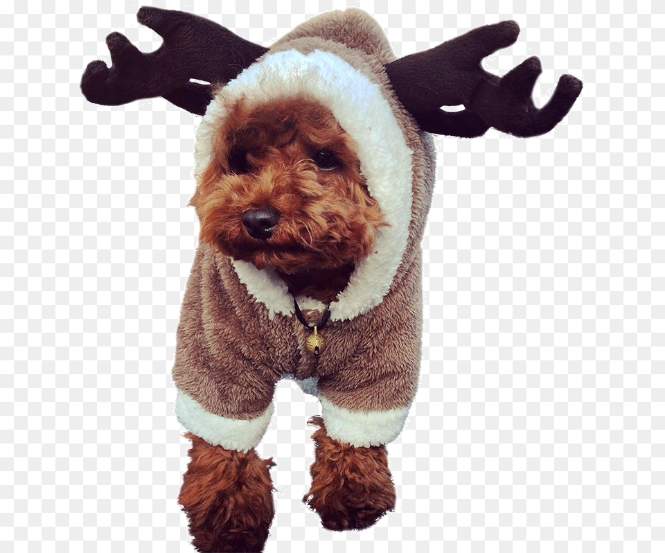 Hua Yuan Winter Clothes Dog Clothes Teddy Puppy Clothes Disfraces De Perros Navidad, Animal, Canine, Mammal, Pet Free Png